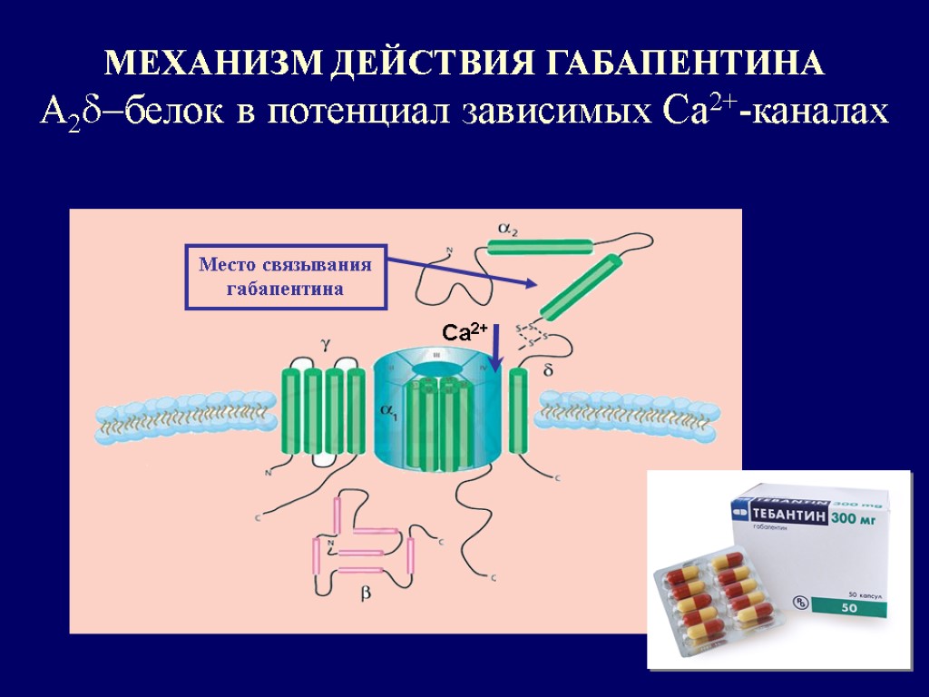 МЕХАНИЗМ ДЕЙСТВИЯ ГАБАПЕНТИНА A2d-белок в потенциал зависимых Ca2+-каналах Са2+